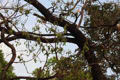 Desmodium oojeinense